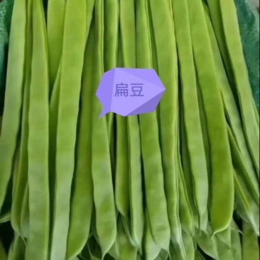 云南基地精品扁豆