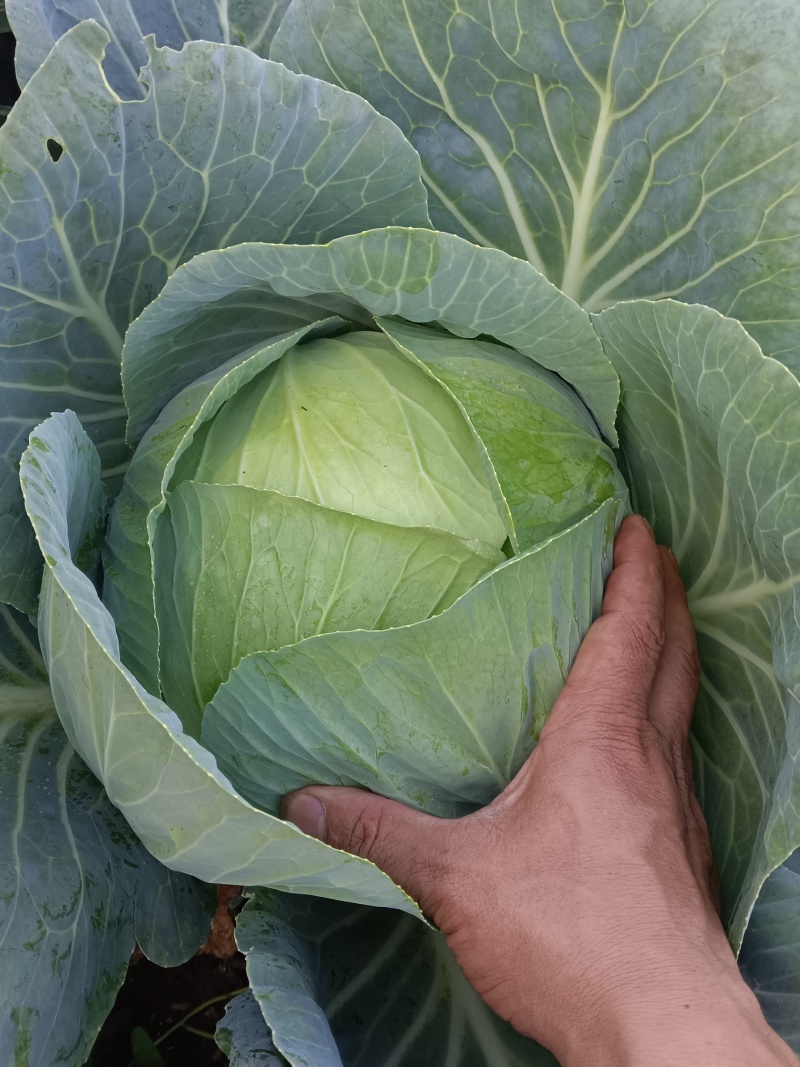 高海拔蔬菜