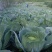 高海拔蔬菜