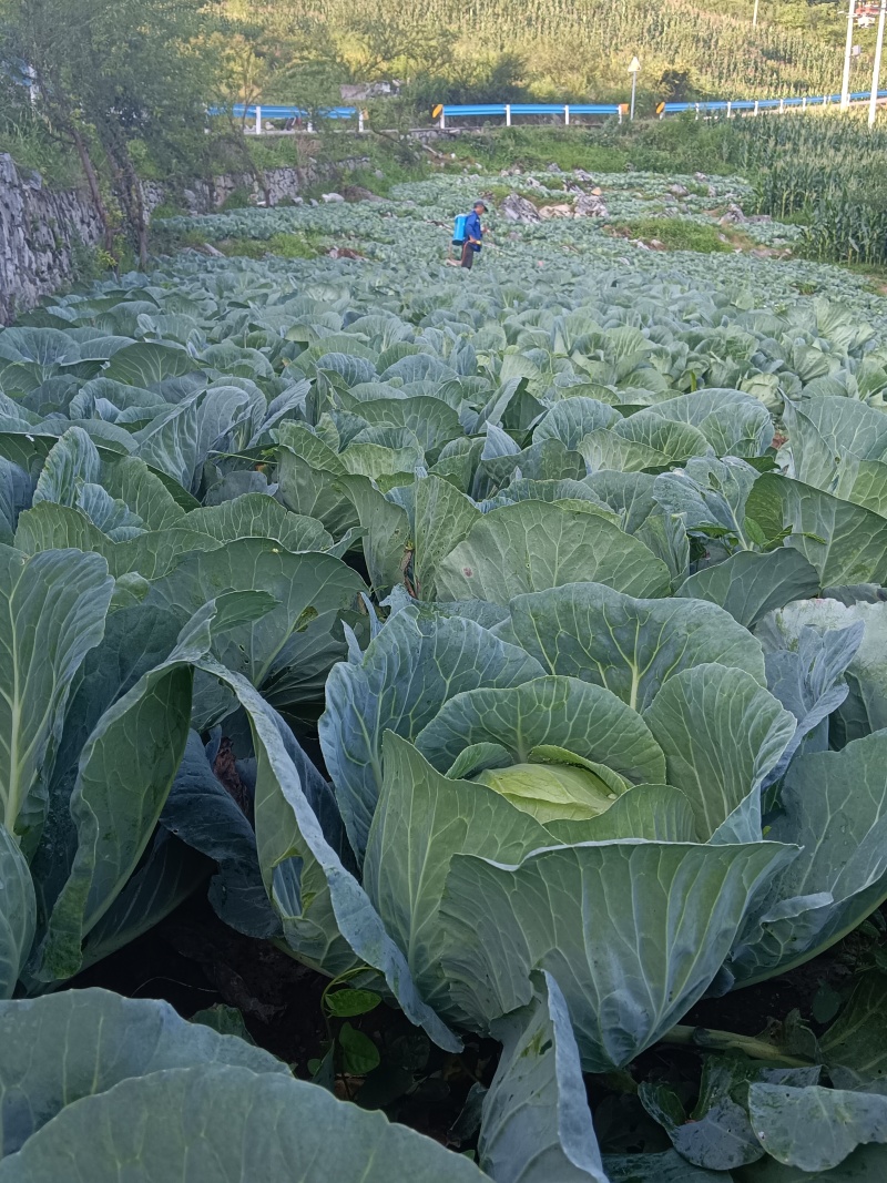 高海拔蔬菜
