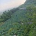 高海拔蔬菜