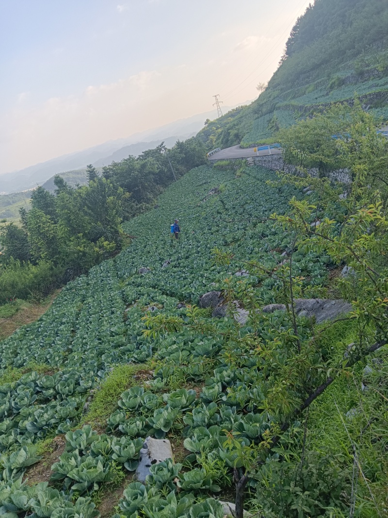 高海拔蔬菜