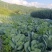 高海拔蔬菜
