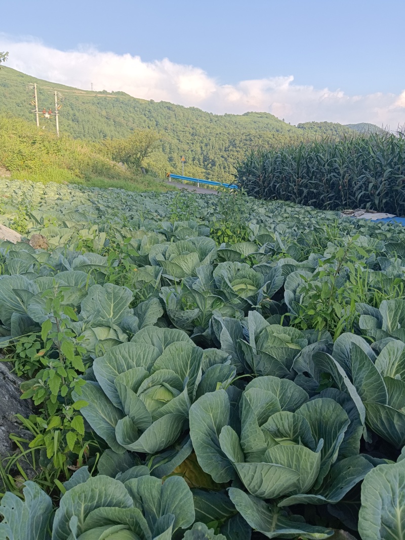 高海拔蔬菜