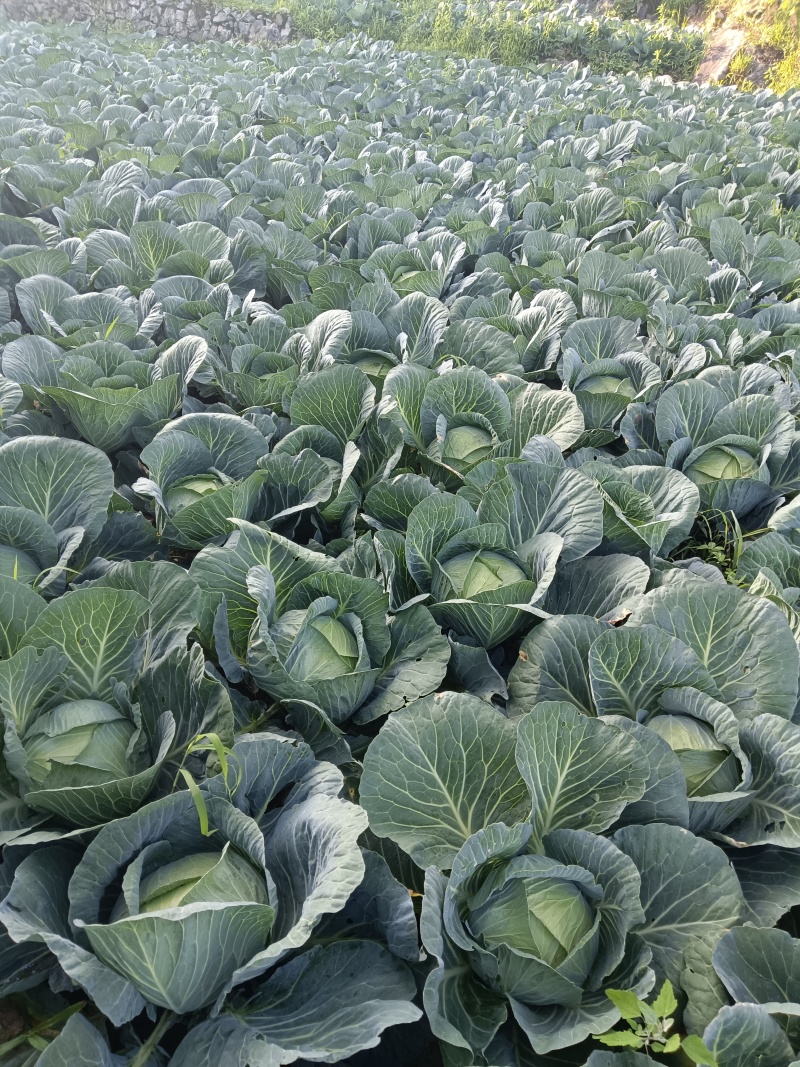 高海拔蔬菜