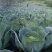 高海拔蔬菜
