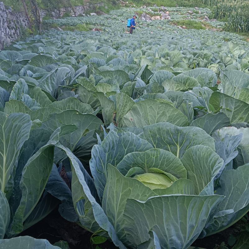 高海拔蔬菜