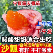 《大红西红柿》宁夏露天番茄基地直发保质保量一条龙服务