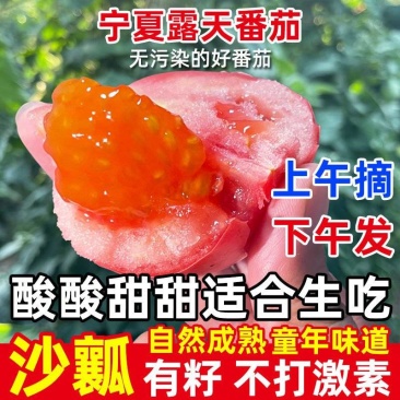 《大红西红柿》宁夏露天番茄基地直发保质保量一条龙服务