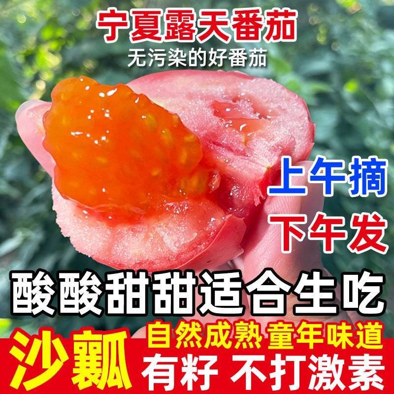 《大红西红柿》宁夏露天番茄基地直发保质保量一条龙服务