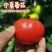 《大红西红柿》宁夏露天番茄基地直发保质保量一条龙服务