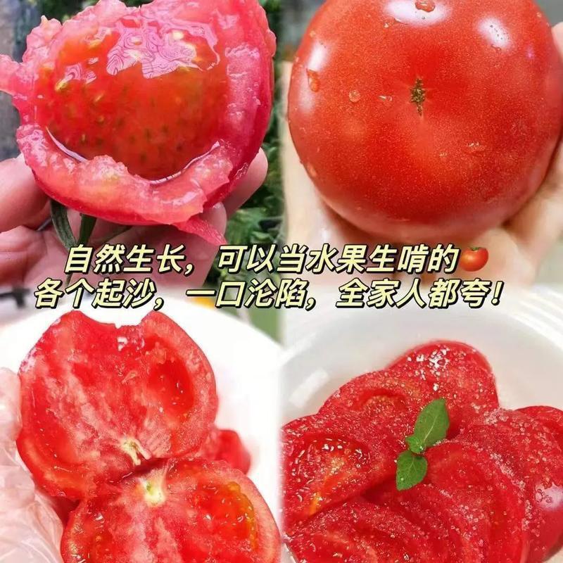 《大红西红柿》宁夏露天番茄基地直发保质保量一条龙服务