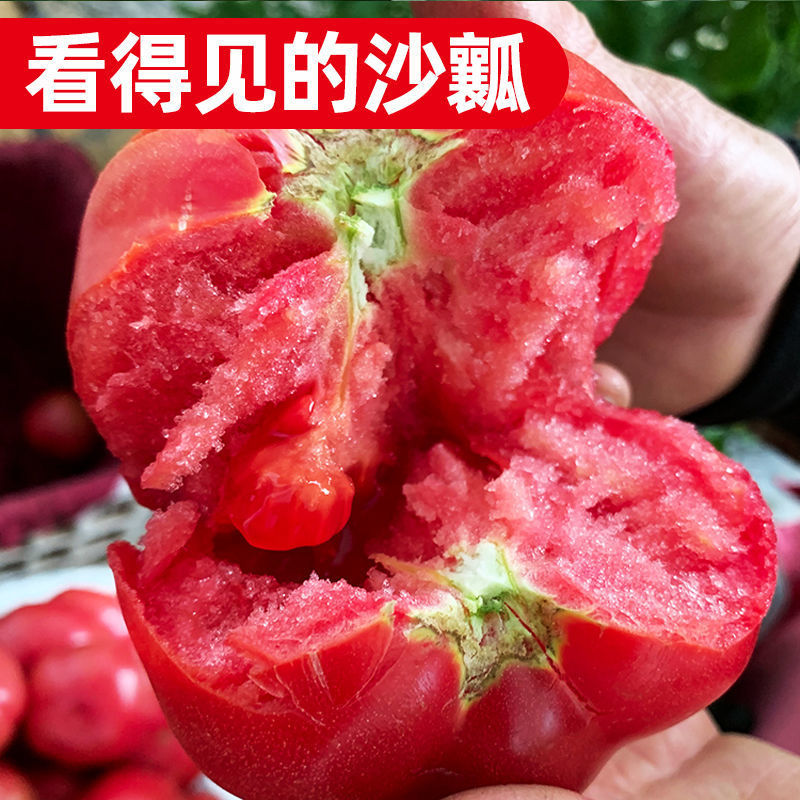 《大红西红柿》宁夏露天番茄基地直发保质保量一条龙服务