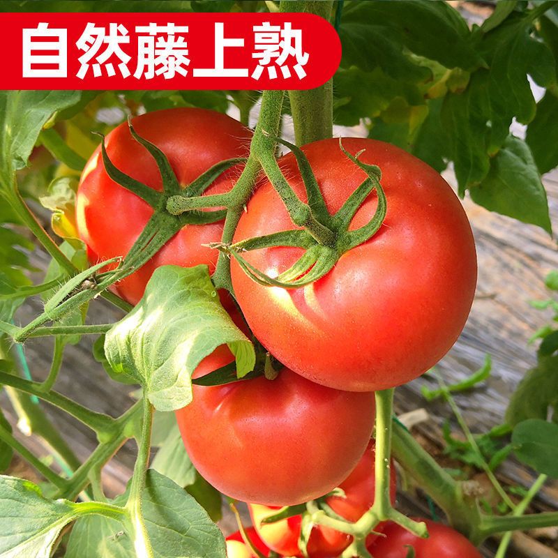 《大红西红柿》宁夏露天番茄基地直发保质保量一条龙服务