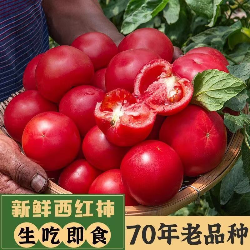《大红西红柿》宁夏露天番茄基地直发保质保量一条龙服务