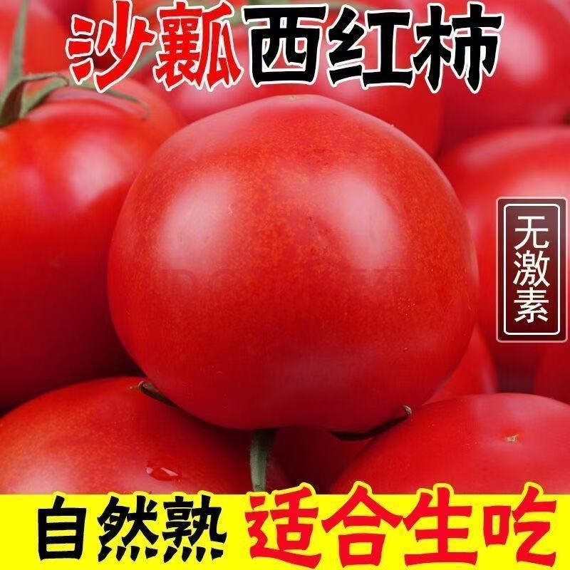 《大红西红柿》宁夏露天番茄基地直发保质保量一条龙服务