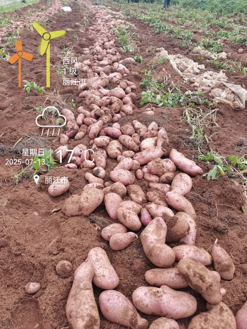 云南七彩土豆，来自美丽的丽江雪山脚下海拔高度3400米，