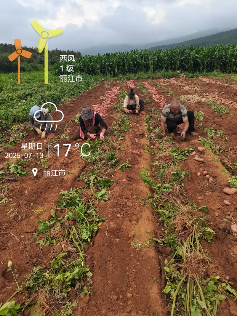 云南七彩土豆，来自美丽的丽江雪山脚下海拔高度3400米，