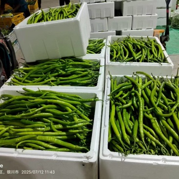 《线椒》宁夏基地直发对接商超电商团购一条龙
