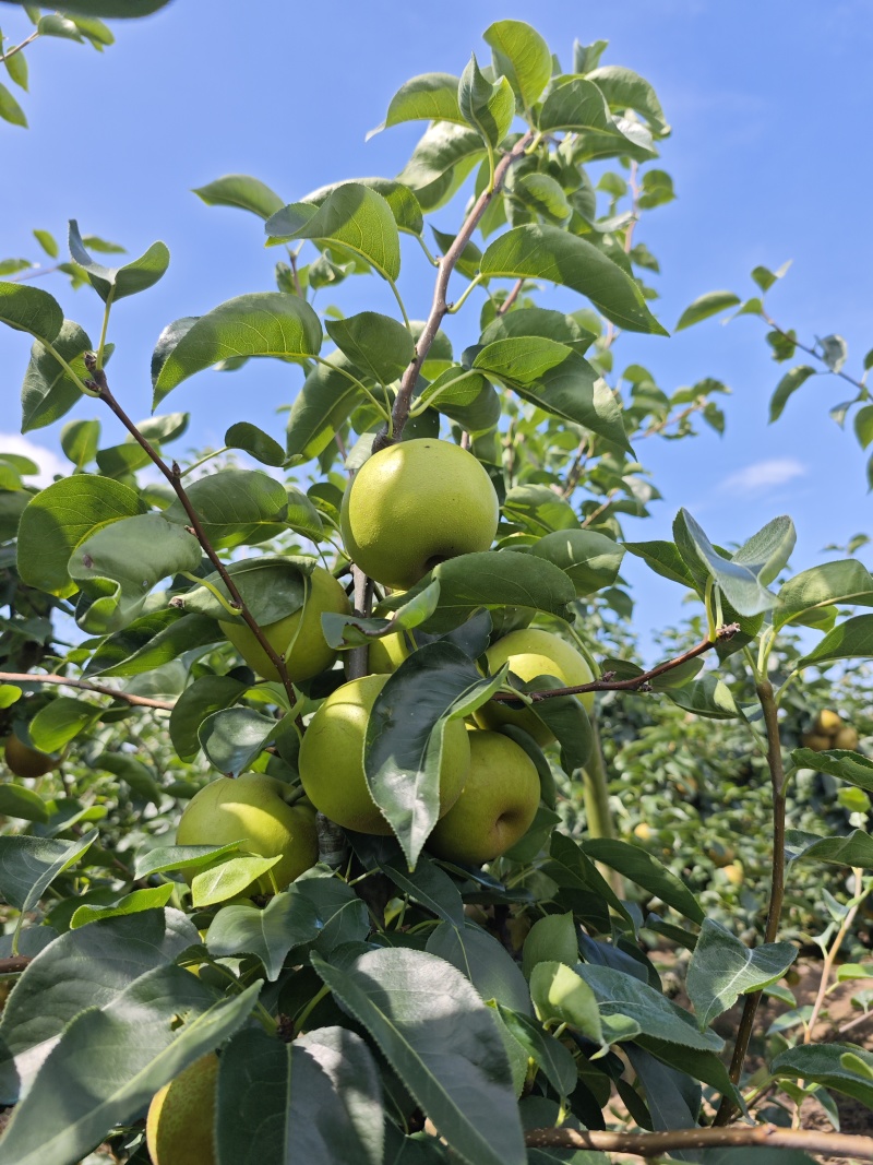 苹果梨、翠冠梨上市了