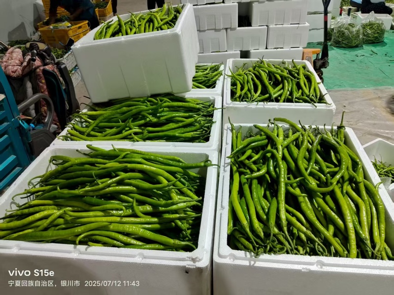 《线椒》宁夏基地直发对接商超电商团购一条龙