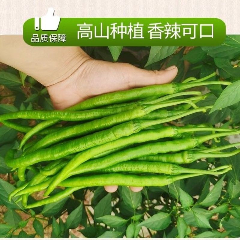 《线椒》宁夏基地直发对接商超电商团购一条龙
