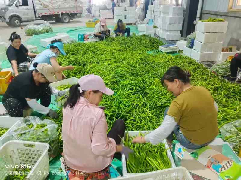 《线椒》宁夏基地直发对接商超电商团购一条龙