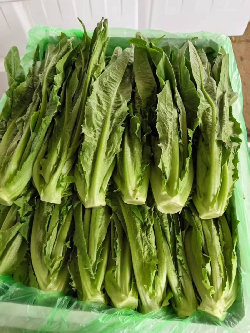 专业采购油麦菜，，欢迎各位老板前来合作
