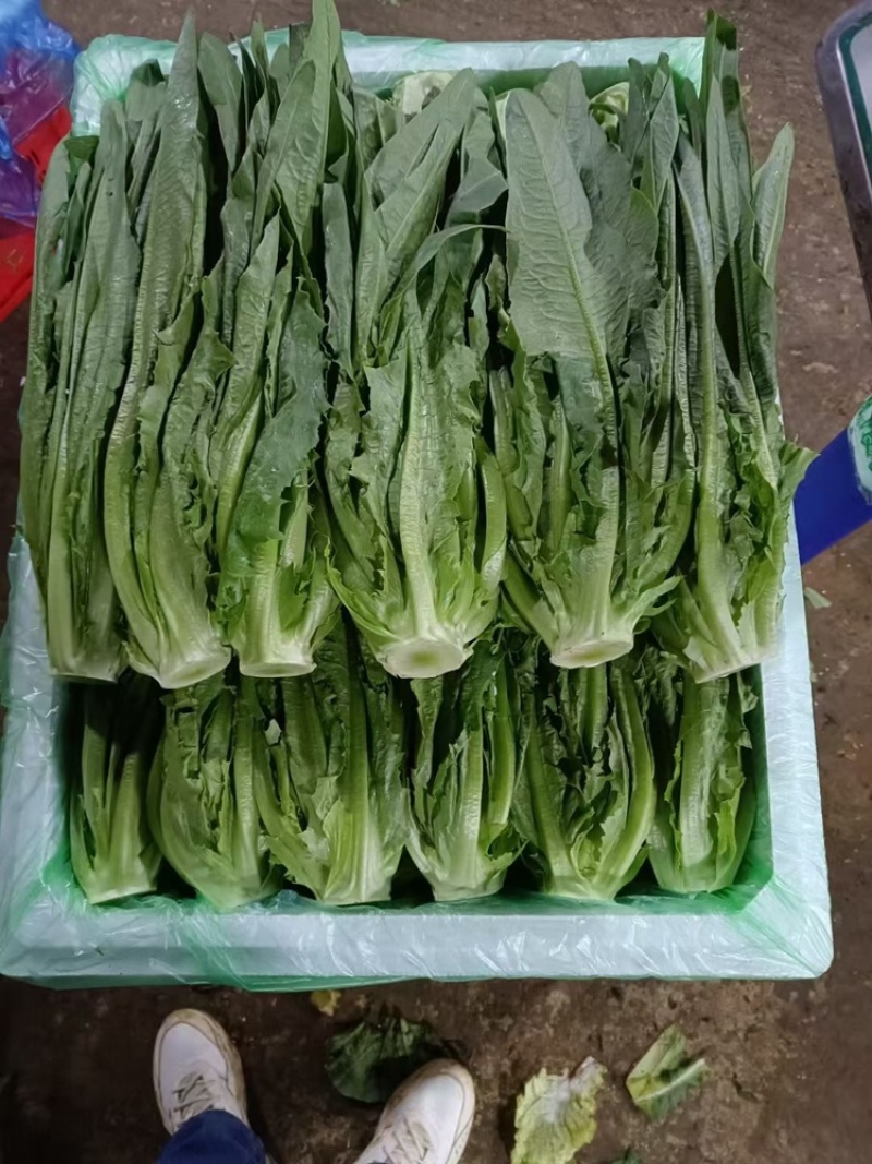 专业采购油麦菜，，欢迎各位老板前来合作