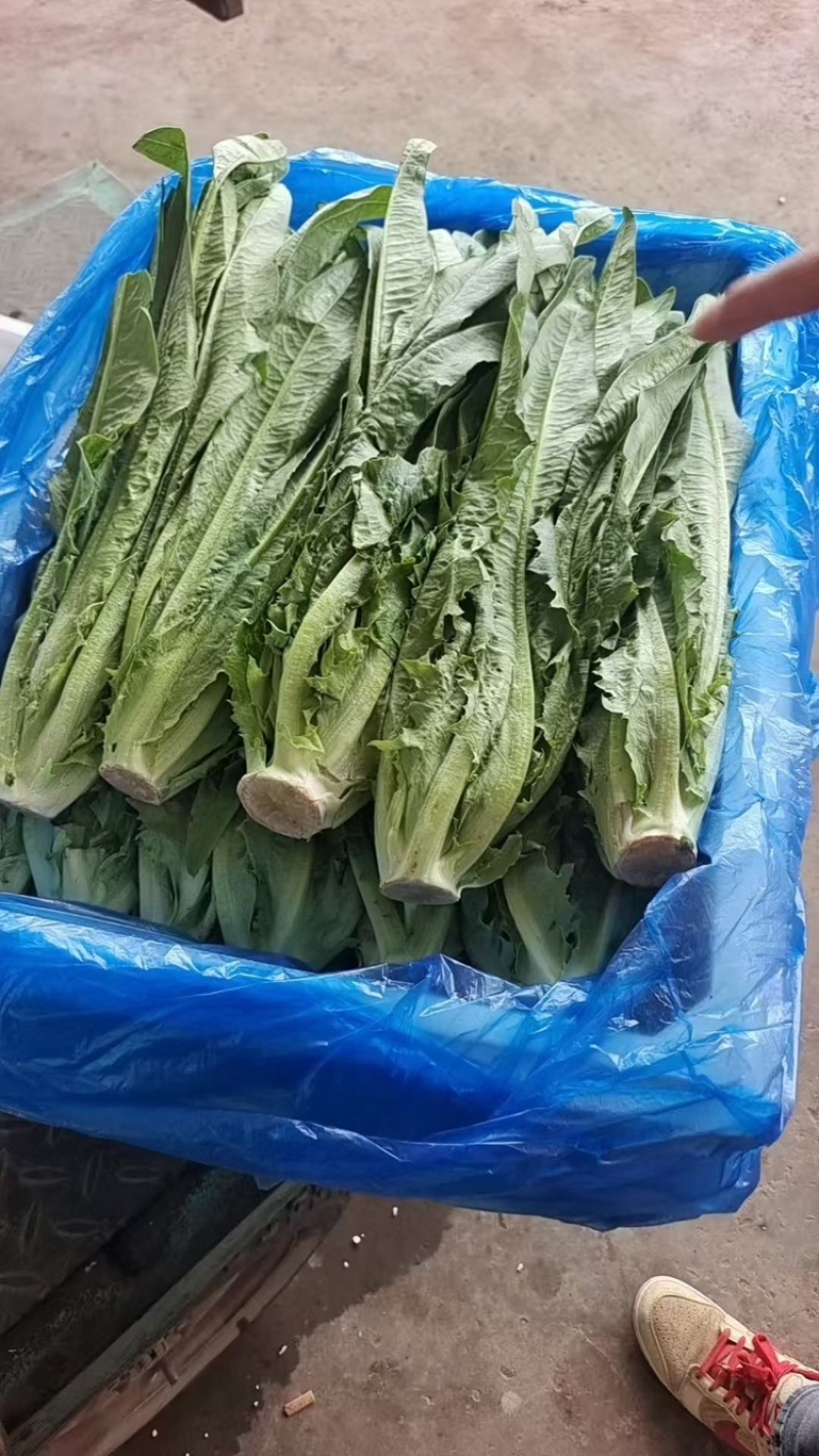 专业采购油麦菜，，欢迎各位老板前来合作
