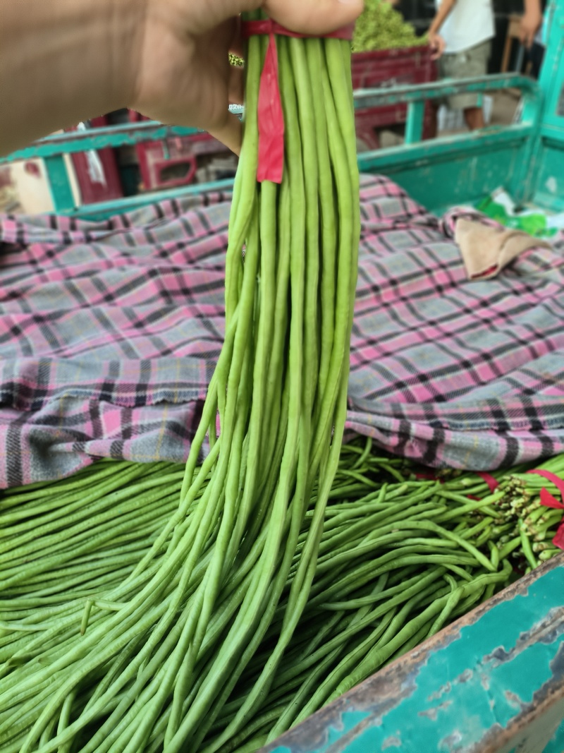 本地长豆角大量有货，产地直发，价格不高