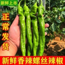 《螺丝椒》宁夏基地直发保质保量一条龙服务对接全国