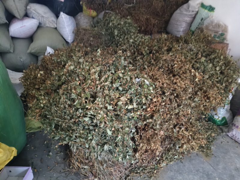 高山野生鱼腥草天然生长自然凉晒，干净无杂质。