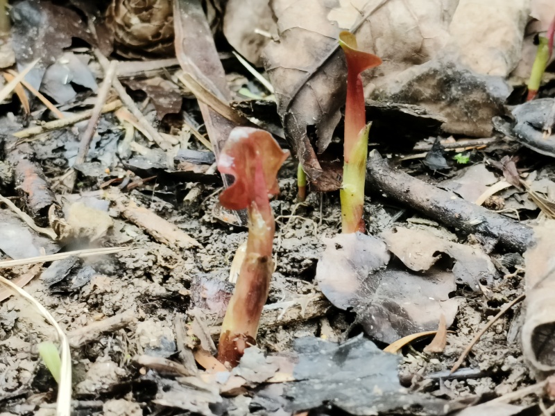 高山野生鱼腥草天然生长自然凉晒，干净无杂质。