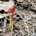 高山野生鱼腥草天然生长自然凉晒，干净无杂质。