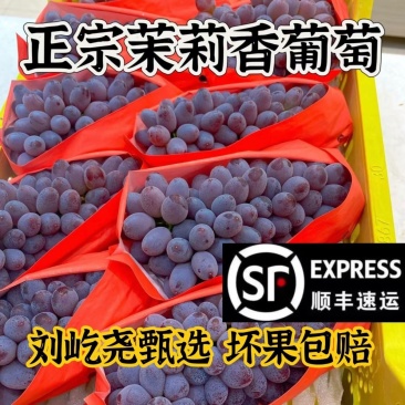 正宗东北茉莉香葡萄郁金香葡萄无籽小葡萄非提子新鲜采摘2斤起