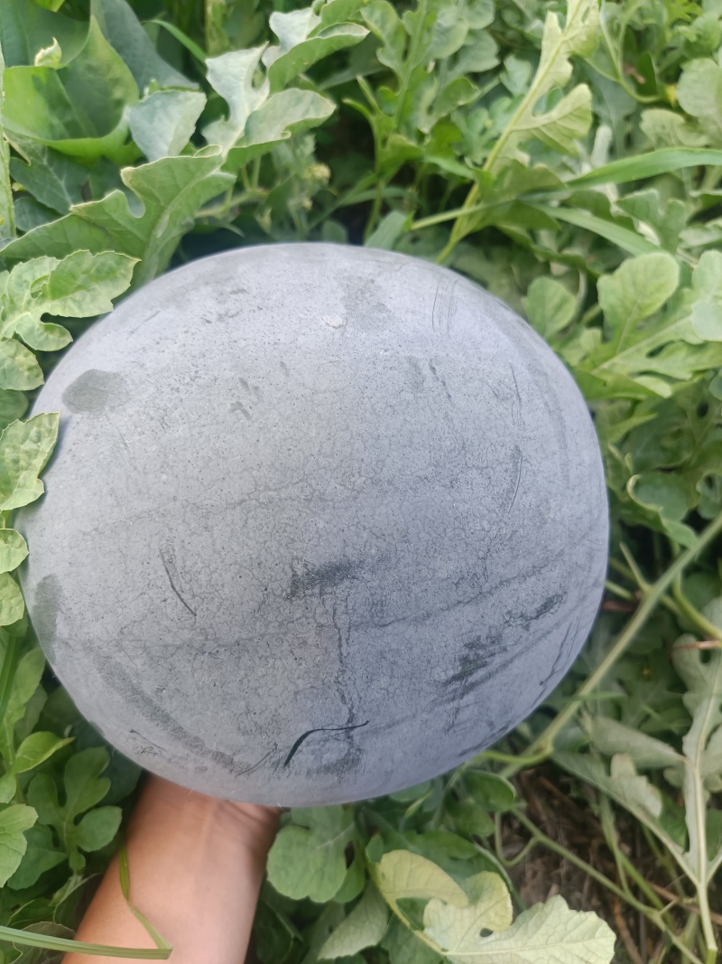 河南墨童西瓜黑无籽西瓜，产地直发一手货源视频看货
