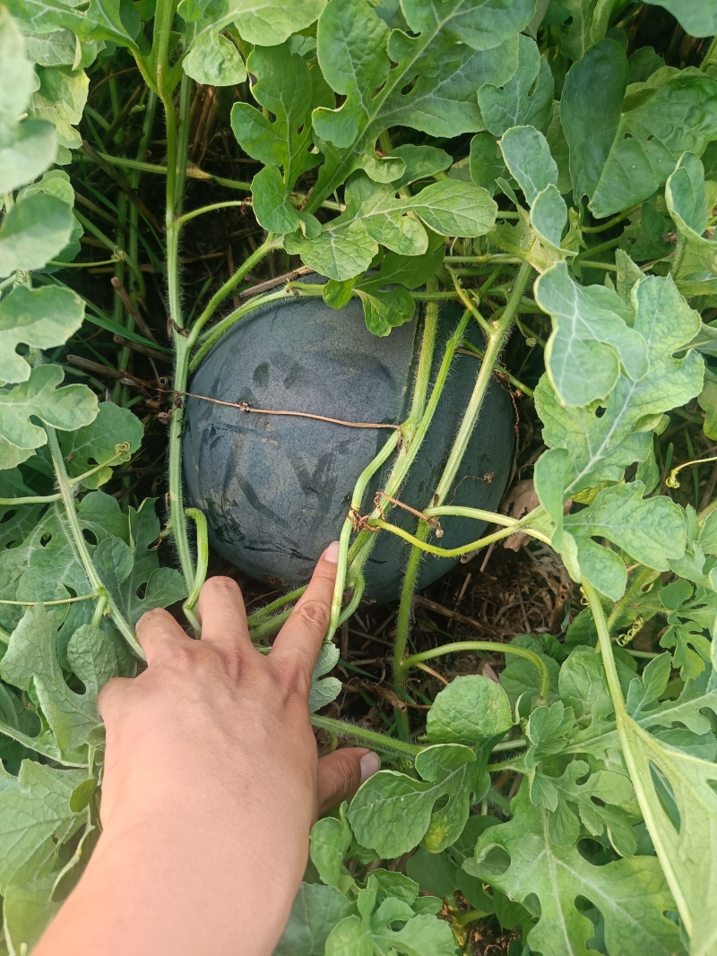 河南墨童西瓜黑无籽西瓜，产地直发一手货源视频看货