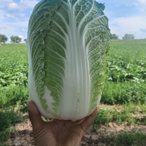 白菜大量上市了对接商超批发市场档口，量大从优欢迎老板咨询