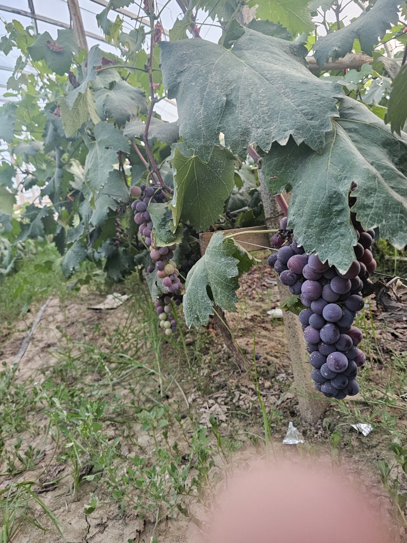 腾稔大颗粒葡萄