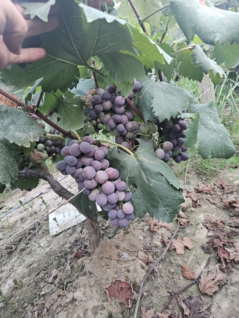 腾稔大颗粒葡萄