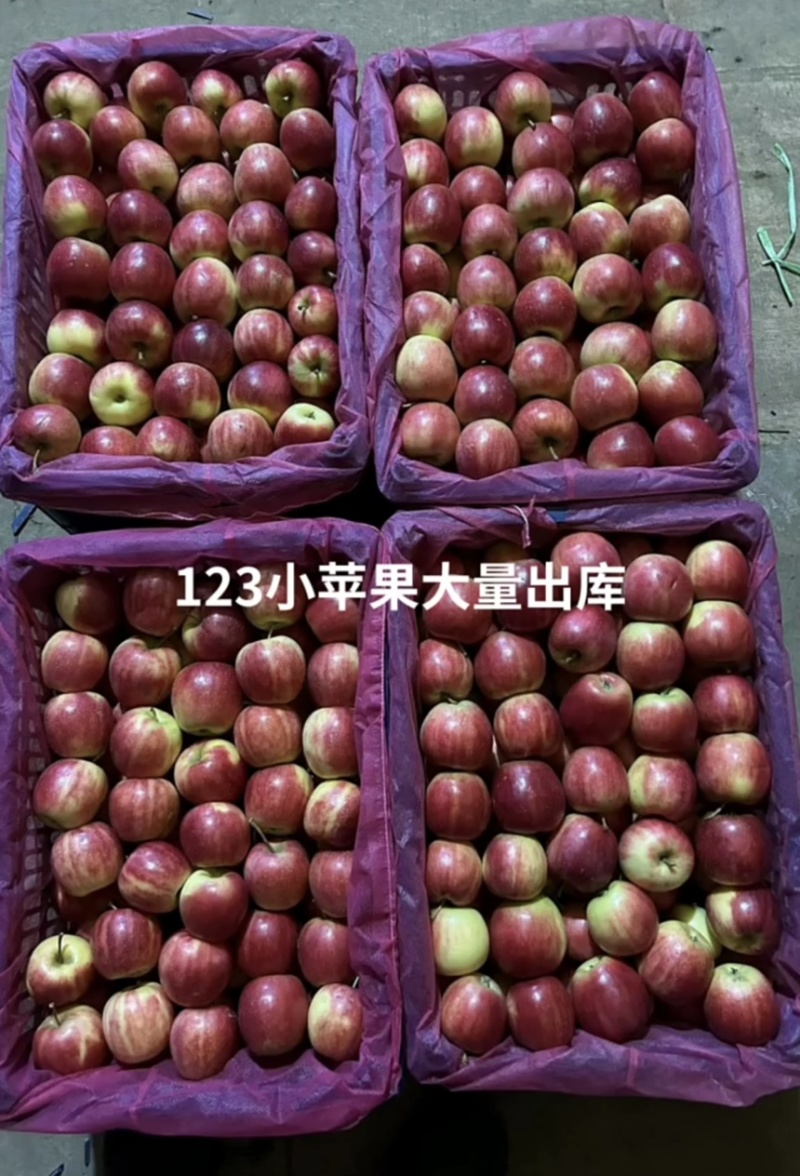 《推荐》辽宁123小苹果基直发清甜甘脆品相80%红度
