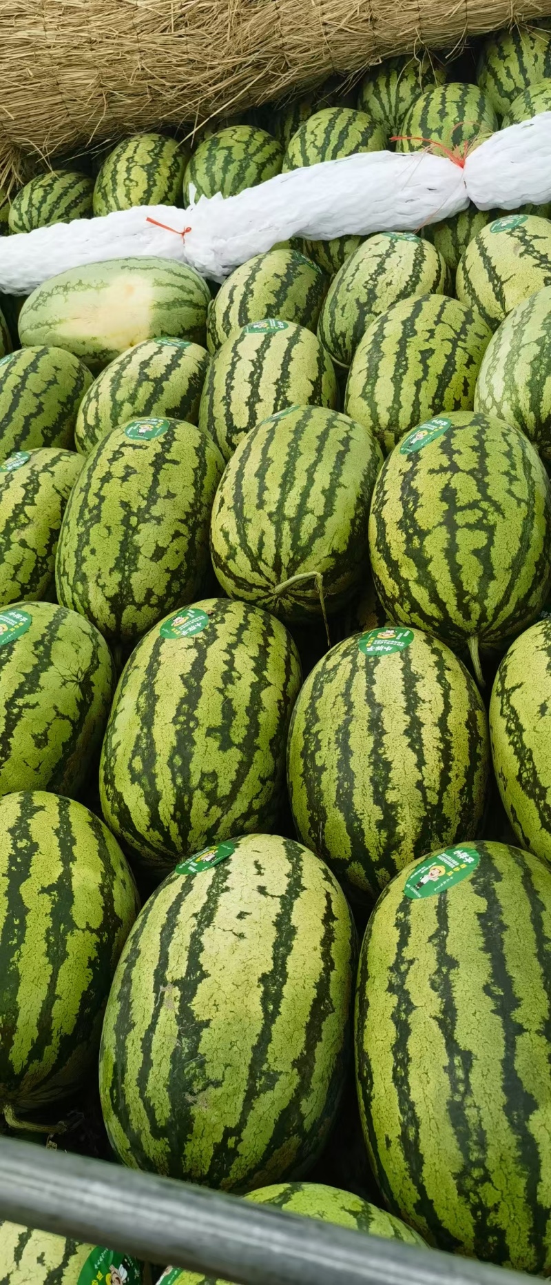 宁夏硒砂瓜石头瓜精品西瓜产地直发量大从优可对接各大平台