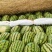 宁夏硒砂瓜石头瓜精品西瓜产地直发量大从优可对接各大平台