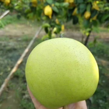 梨