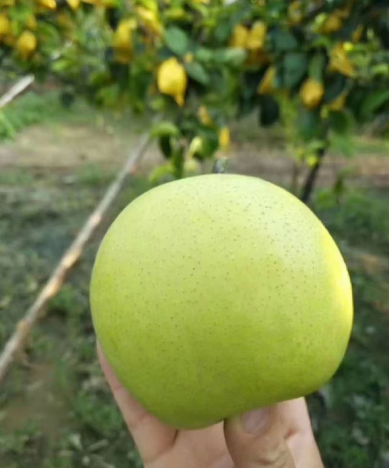 梨