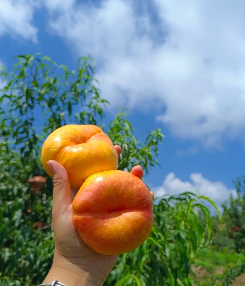 油蟠桃9口感好识货的老板来