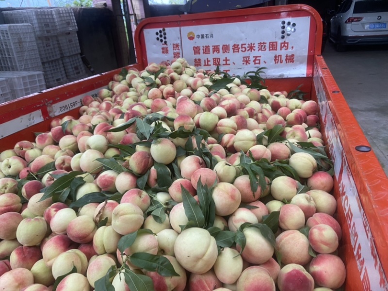 平武白花桃