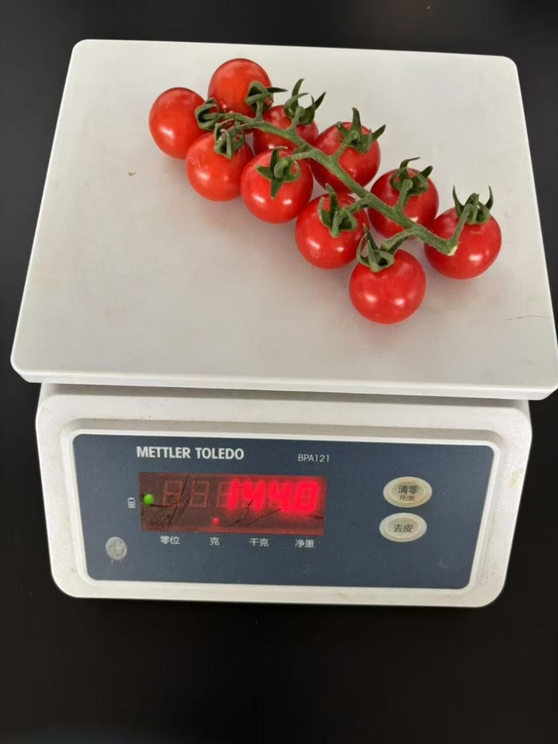 串串番茄🍅