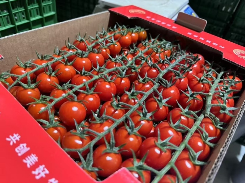 串串番茄🍅